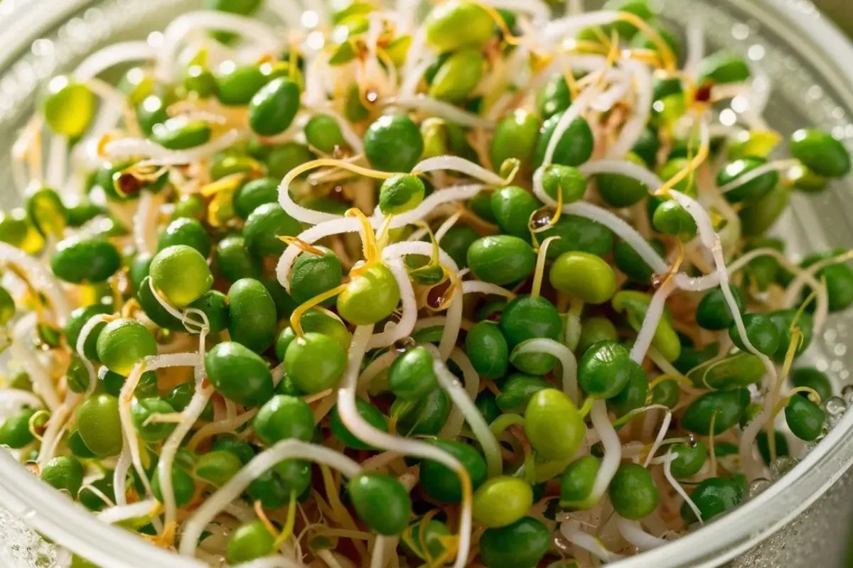 can you eat bean sprouts raw